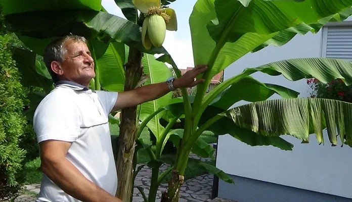 Banana rodila usred Sanskog Mosta