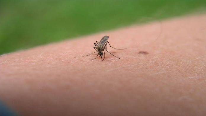 Šest znakova da ste alergični na ugriz komarca