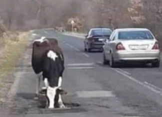 Putevi istočne Hercegovine već su opjevani: Rupe na cestama postaju pojilišta za krave