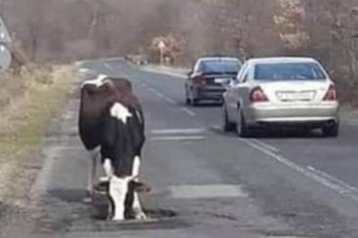 Putevi istočne Hercegovine već su opjevani: Rupe na cestama postaju pojilišta za krave