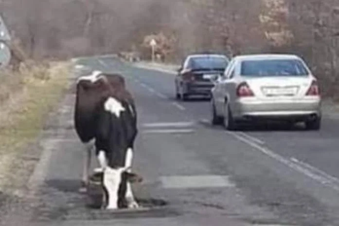 Putevi istočne Hercegovine već su opjevani: Rupe na cestama postaju pojilišta za krave