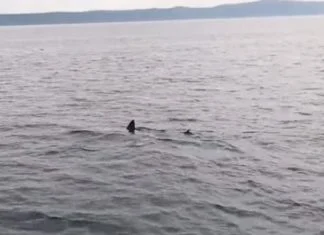 Kod Makarske ponovo snimljen morski pas (VIDEO)