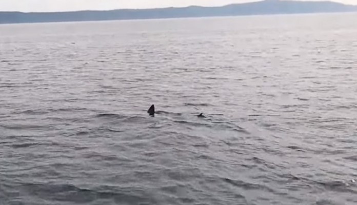 Kod Makarske ponovo snimljen morski pas (VIDEO)