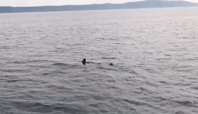 Kod Makarske ponovo snimljen morski pas (VIDEO)