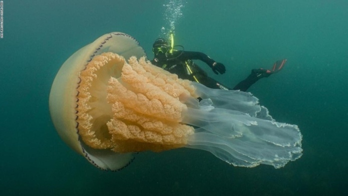 U britanskim vodama uočena džinovska meduza (VIDEO)