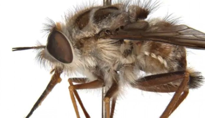 Australijska muha dobila ime po zlikovcu iz Igre prijestola