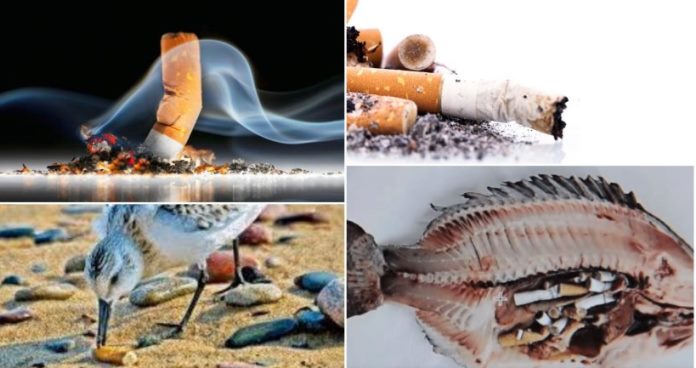 Opušci cigareta najveći zagađivači u prirodi