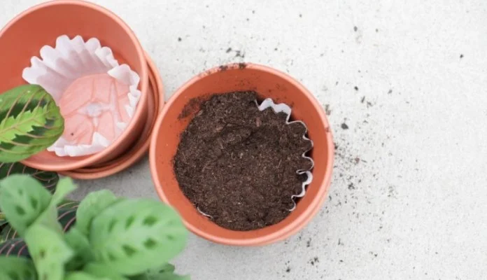 Stavite u saksiju filtera za kafu i cvijeće neće uvenuti