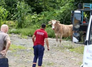 Tokom žrtvovanja kurbana u Turskoj povrijeđeno skoro 2.500 ljudi