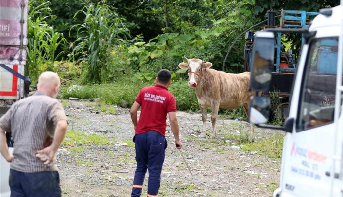 Tokom žrtvovanja kurbana u Turskoj povrijeđeno skoro 2.500 ljudi