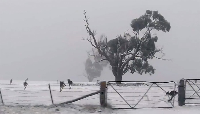 Kengure u Australiji iznenadio snijeg (VIDEO)