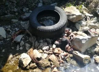 Kurbanski otpad u zeničkoj Babinoj rijeci (FOTO)
