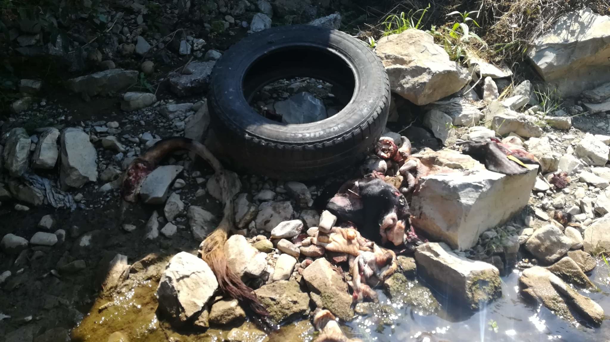 Kurbanski otpad u zeničkoj Babinoj rijeci (FOTO)