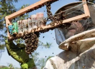 Peti Međunarodni kongres pčelarstva u petak i subotu sa učesnicima iz cijelog svijeta