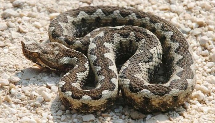 Ovo su najopasnije zmije u BiH (FOTO)