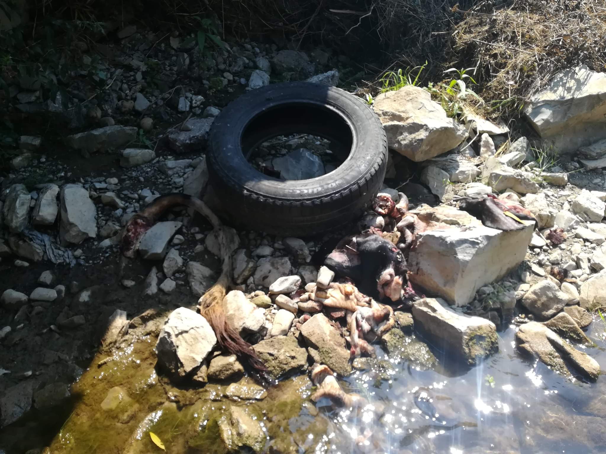 Kurbanski otpad u zeničkoj Babinoj rijeci (FOTO)