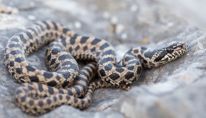 Mjere predostrožnosti i zaštite od ugriza zmije