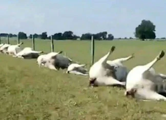 Grom udario u kravu, elektricitet preko ograde ubio cijelo stado (VIDEO)