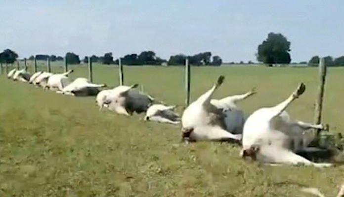 Grom udario u kravu, elektricitet preko ograde ubio cijelo stado (VIDEO)
