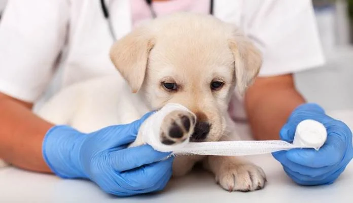 Misteriozna bolest ubija pse, stručnjaci ne znaju ni je li zarazna