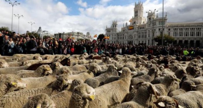 Na ulicama Madrida ovce zamijenile automobile