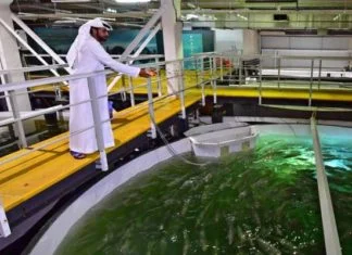 Usred pustinje u Dubaiju napravljeno uzgajalište lososa (VIDEO)