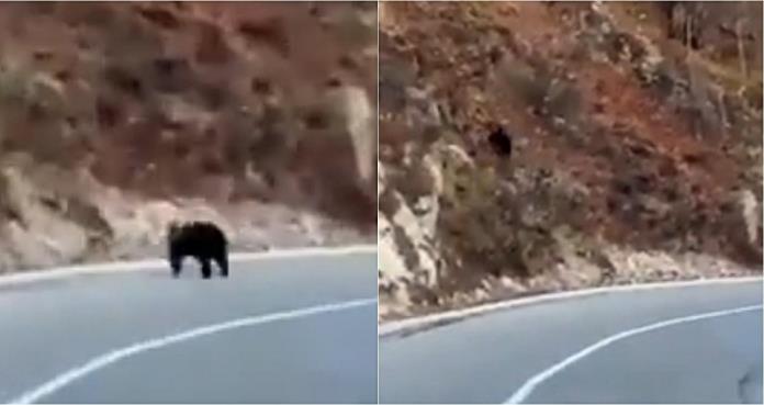 U mjestu Galica, na obroncima Vlašića, medvjed se prošetao cestom (VIDEO)