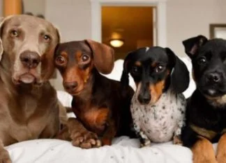 Počelo dosad najveće istraživanje o starenju pasa