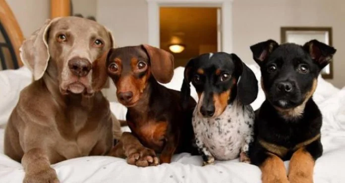 Počelo dosad najveće istraživanje o starenju pasa