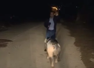 Svinja proganjala reportera tokom uključenja uživo (VDEO)