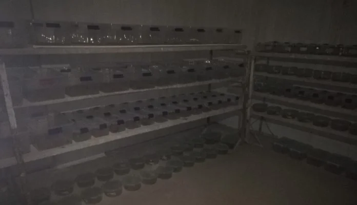 Turska policija tokom pretresa kuće pronašla 217 škorpija