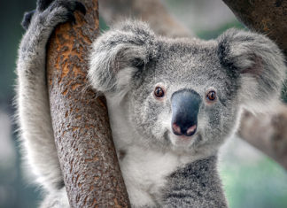 Koala