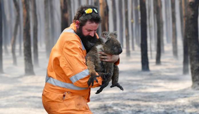 Stotine miliona životinja stradale u australskim požarima (VIDEO)