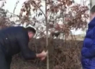 Milorad Dodik sa unukom poranio u šumu da odsijeku badnjak