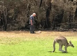 U Australiji počelo ubijanje smrtno povrijeđenih kengura