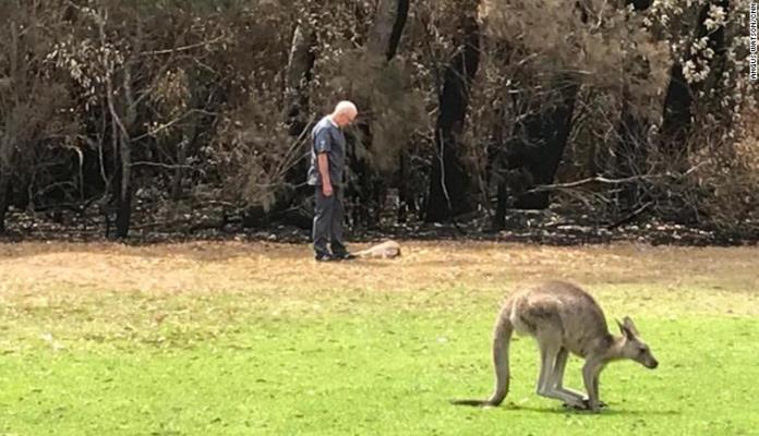 U Australiji počelo ubijanje smrtno povrijeđenih kengura