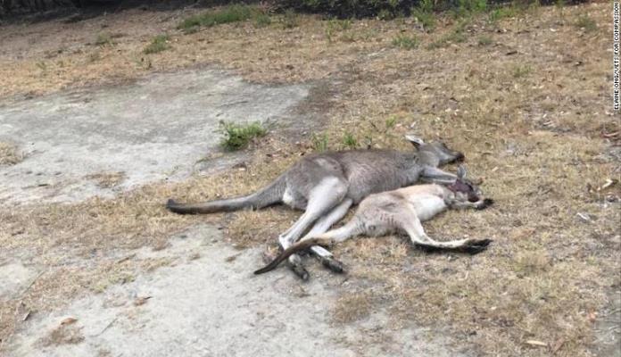 U Australiji počelo ubijanje smrtno povrijeđenih kengura