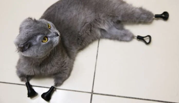 Mačka dobila nove šape zahvaljujući 3D printeru (VIDEO)