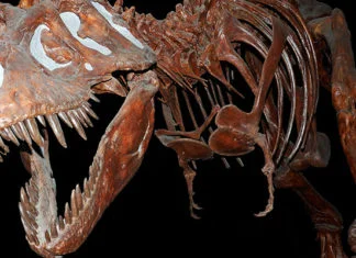Dinosaurus