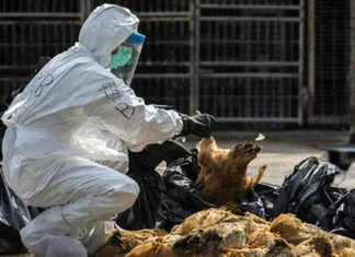 U Bosanskoj Gradišci i Srpcu registrovana ptičija gripa, uginulo 25 labudova Ptičija Gripa