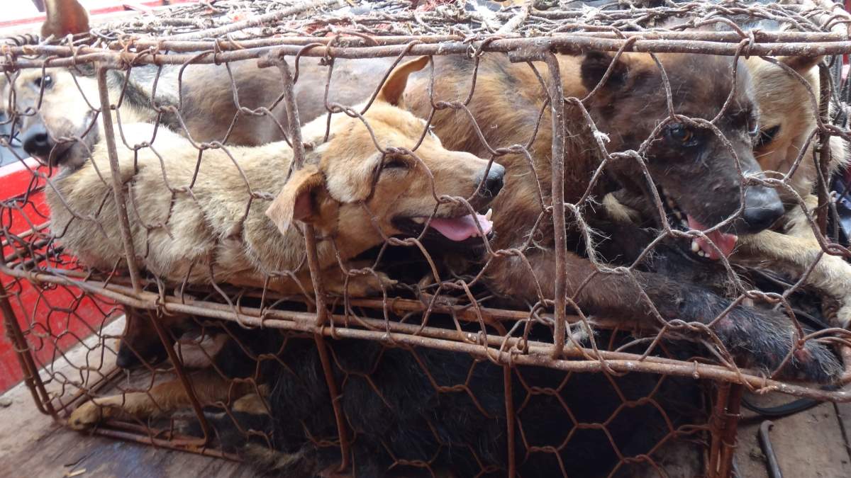 Kineski grad Shenzhen zabranio jesti pse i mačke