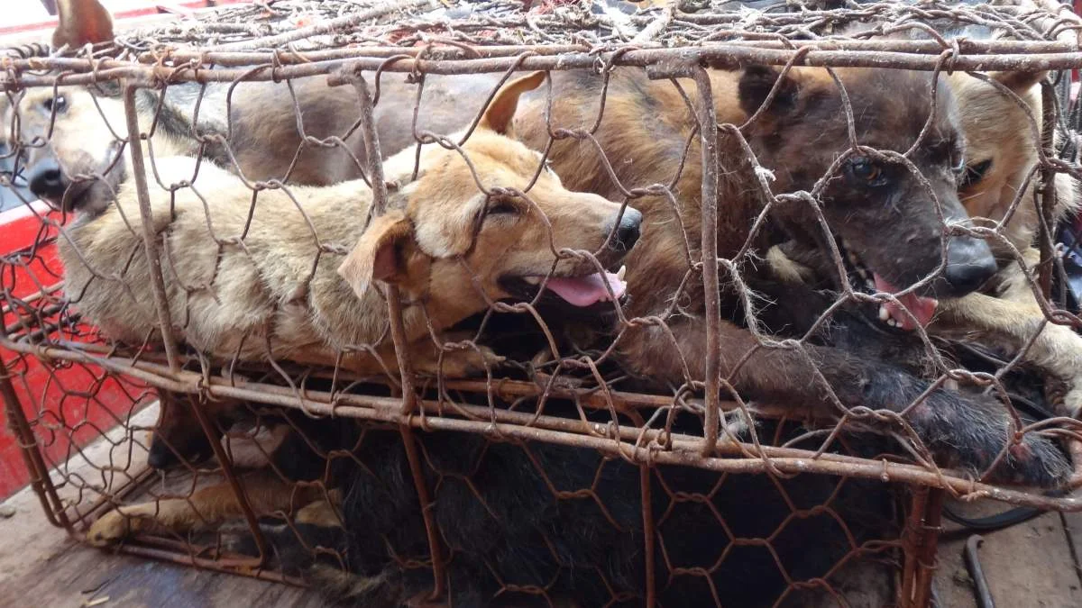 Kineski grad Shenzhen zabranio jesti pse i mačke