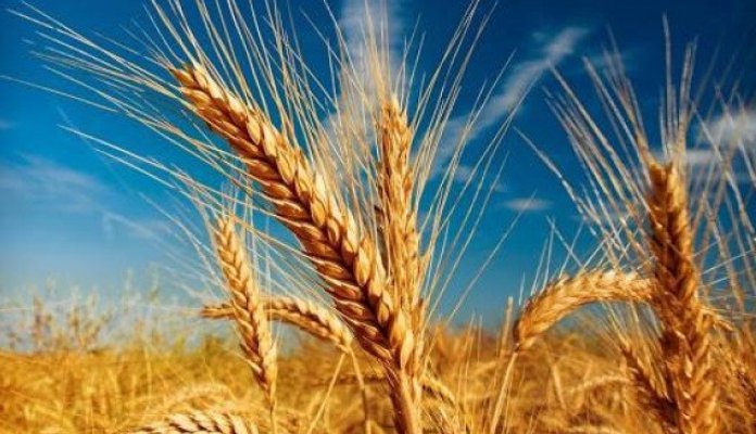 Globalne cijene pšenice skočile nakon što je Indija zabranila izvoz
