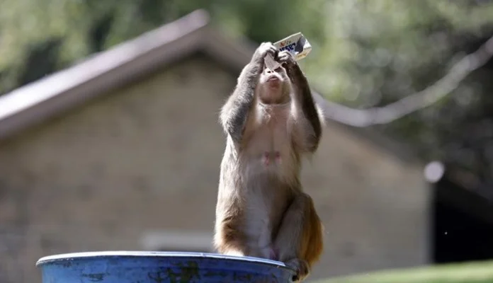 Majmuni u Indiji tehničaru ukrali uzorke krvi oboljelih od koronavirusa
