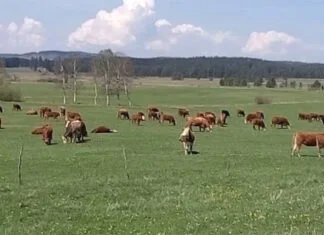 U Han Pijesku grom ubio četiri krave na jednom mjestu Stado Krava
