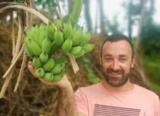 Banane rodile u Maglaju, uskoro će ih brati i Zagrepčani