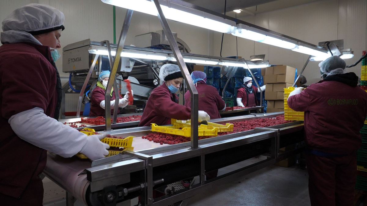 Srbija zabranila uvoz iz BiH, a maline u hladnjačama naši proizvođači još nisu ni naplatili