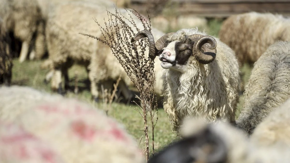 Počela “Merhametova” akcija: Kurbani u BiH, Mekki i Australiji