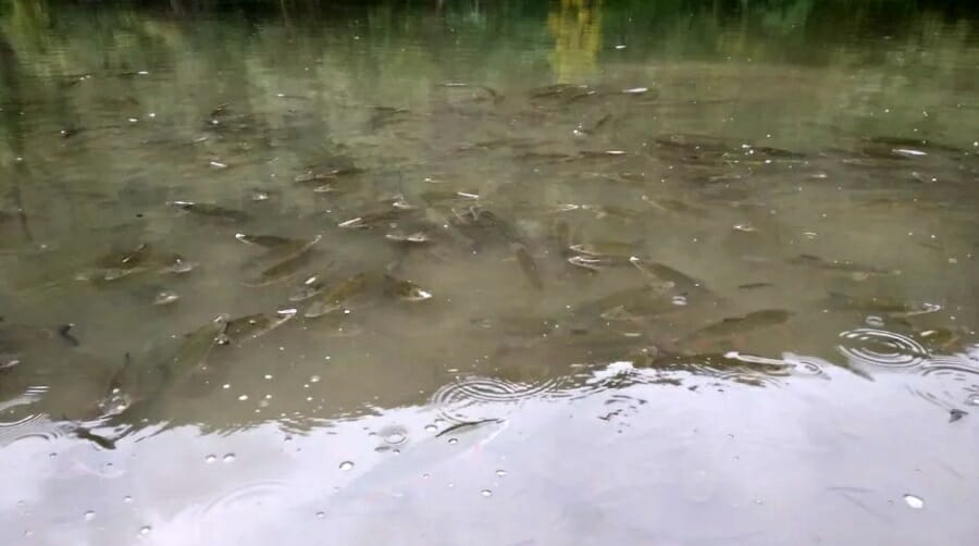 Ribari u šoku zbog ponašanja riba u rijeci Bosni kod Zenice, kažu da se bore za kisik (VIDEO)