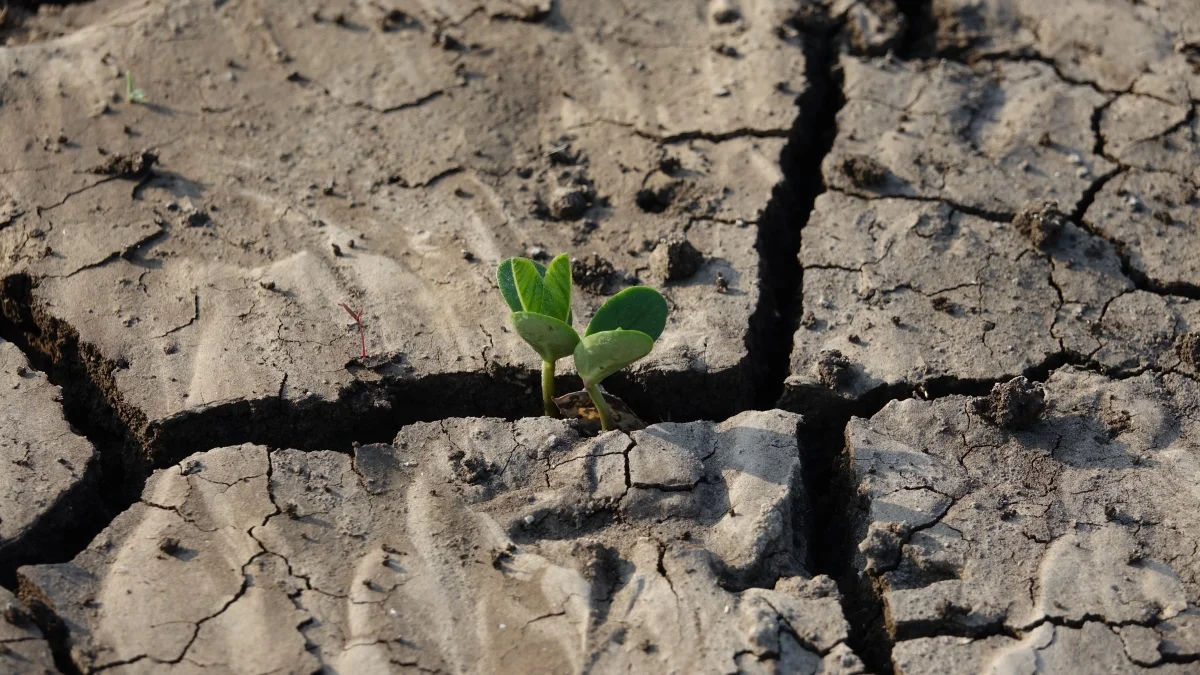 Slušaj prirodu: Zemlja i šume (AUDIO)